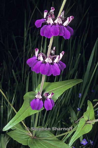 collinsia heterophylla 4 graphic